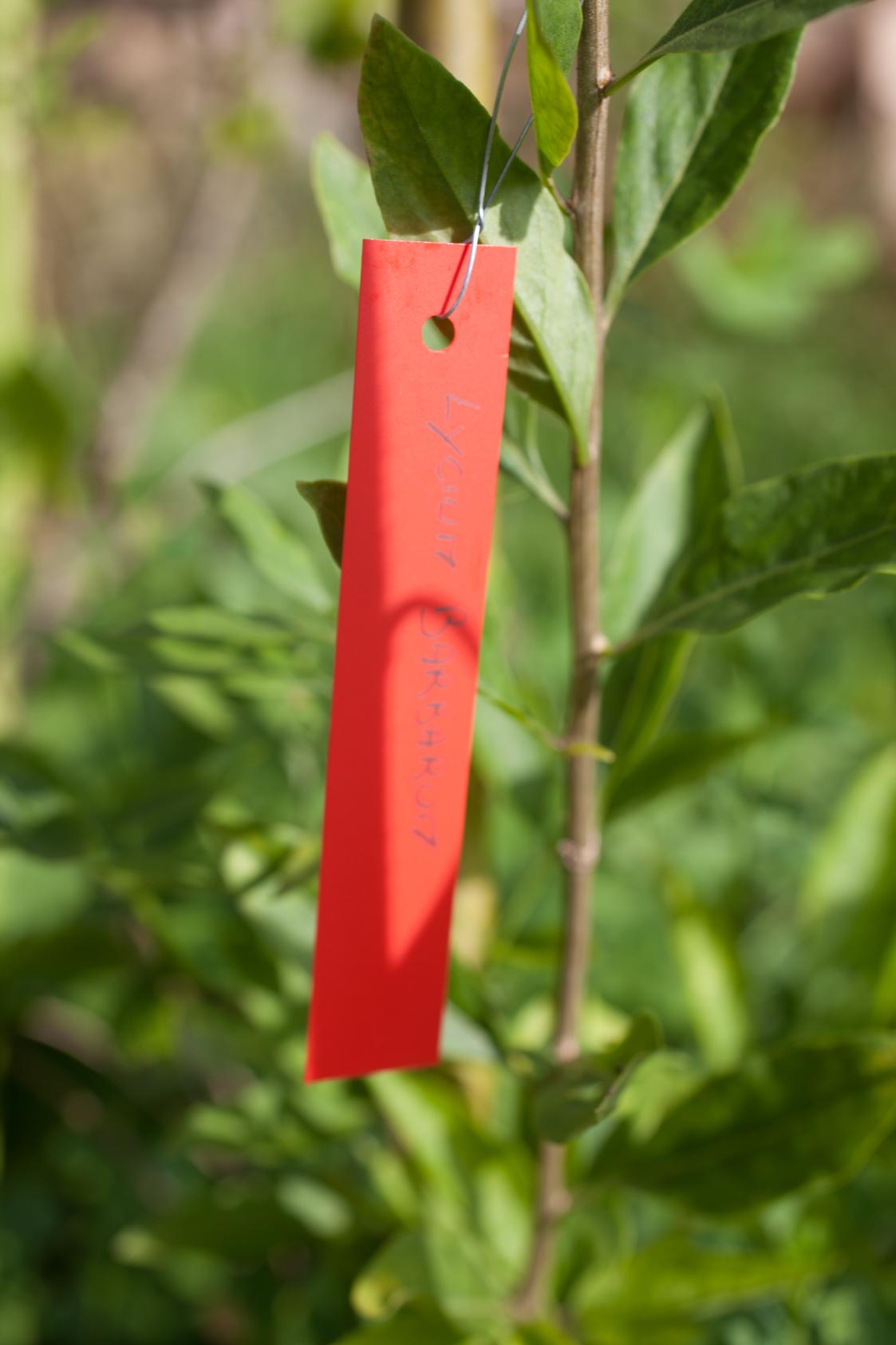 Baie de Goji (Lycium Barbarum)
