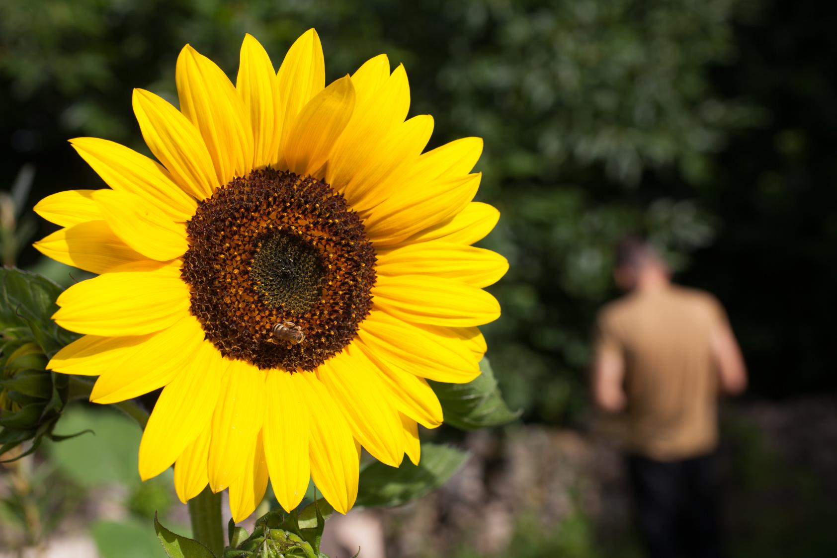 Tournesol butiné