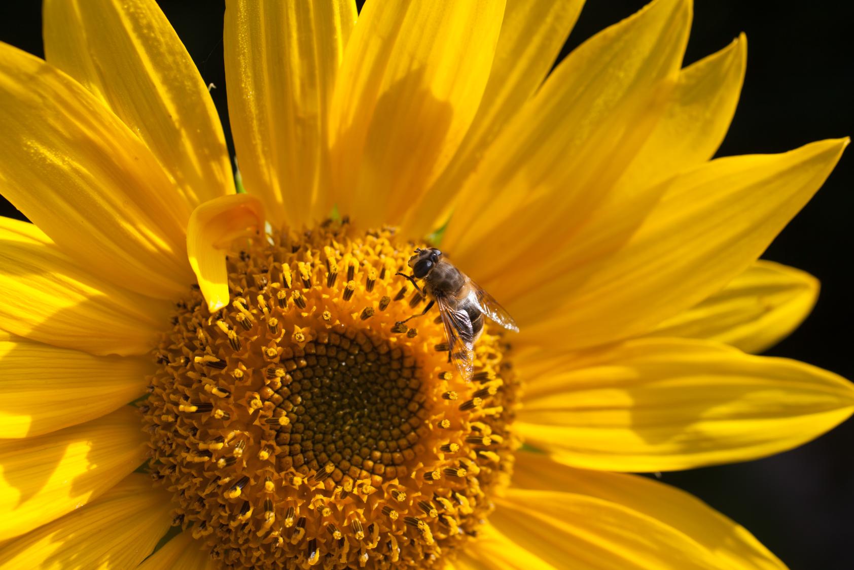 Récolte de pollen sur un tournesol