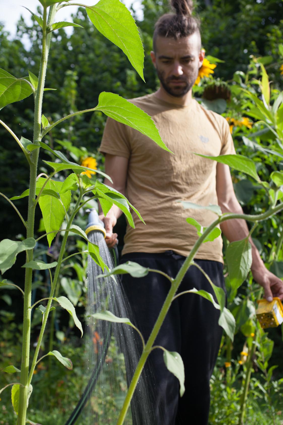 Arrosage après une plantation de semis