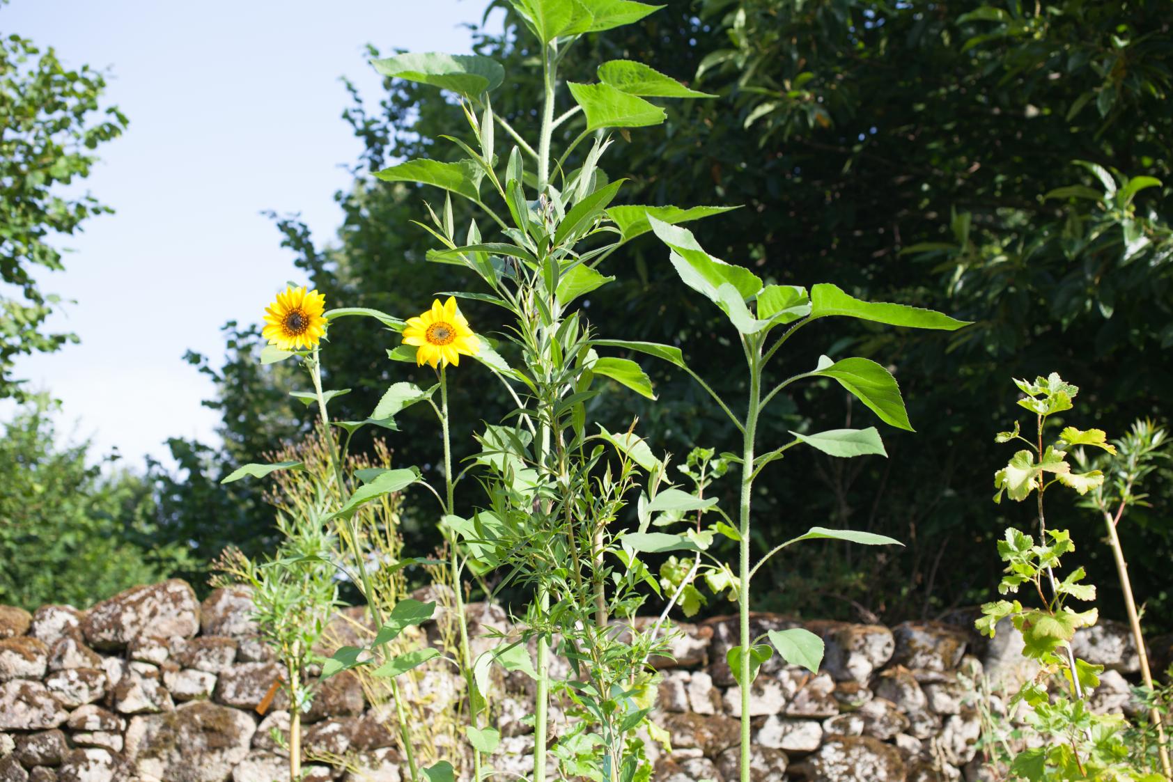 Plantes à biomasse, tournesol et saule des vanniers