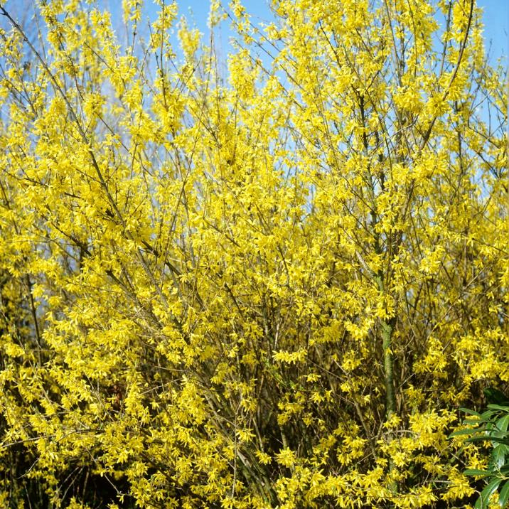 Forsythia