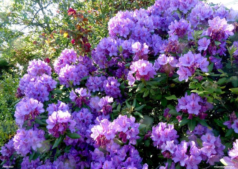 Rhododendron - Mauve