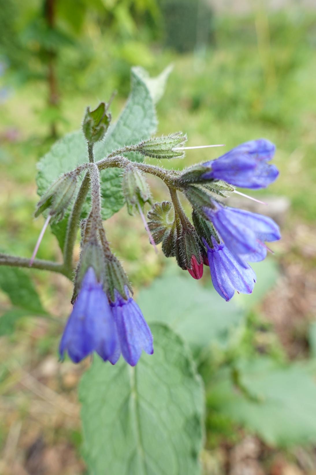 Consoude Officinale