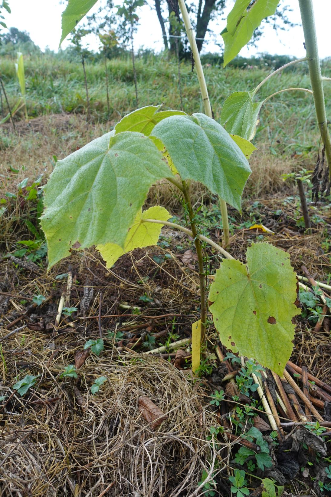 Paulownia Tomentosa