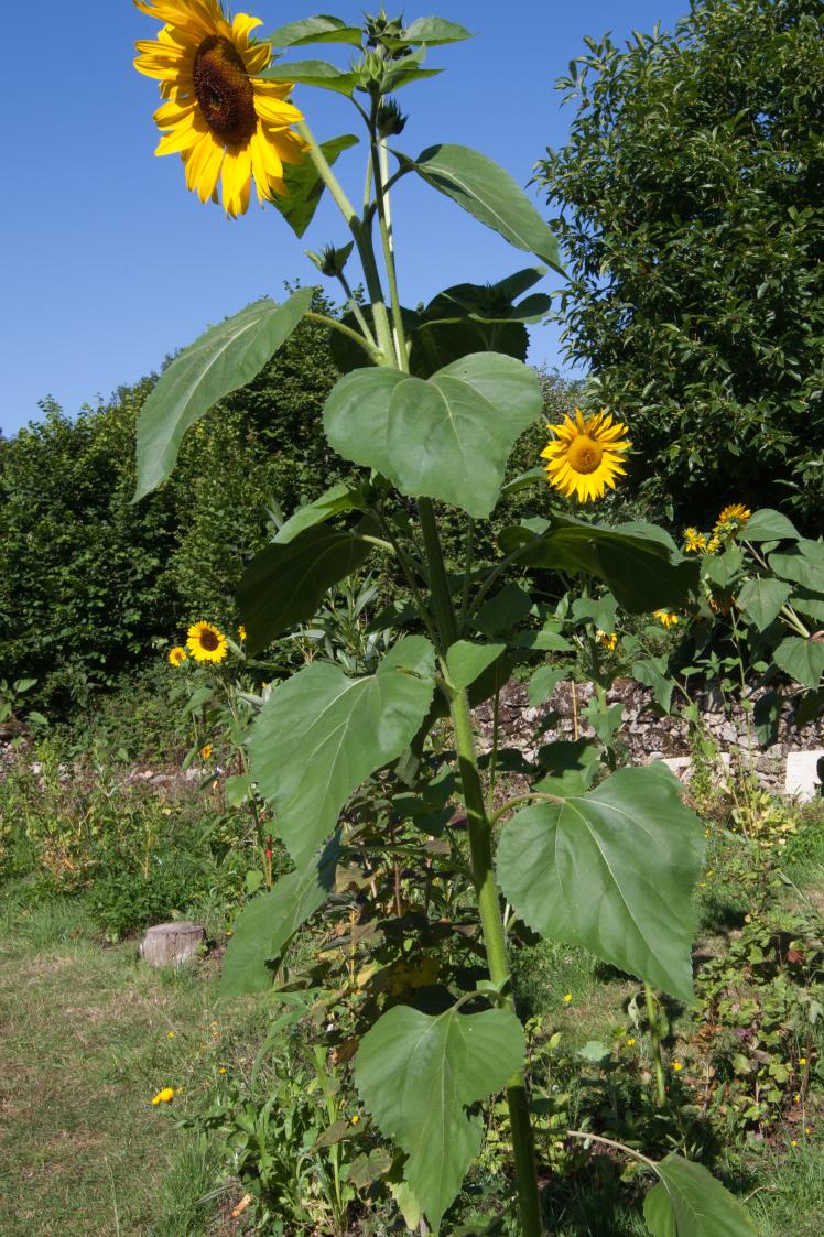 Tournesol