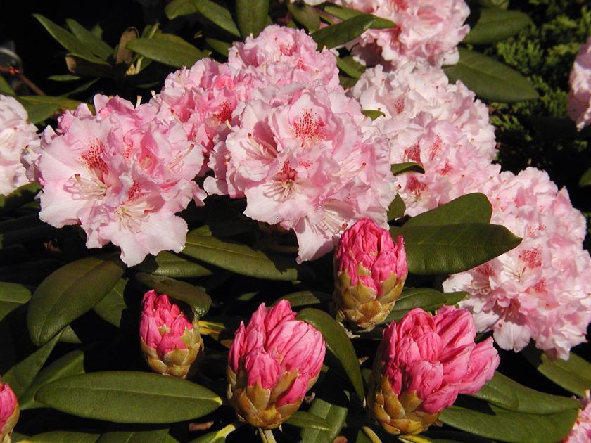 Rhododendron Rose