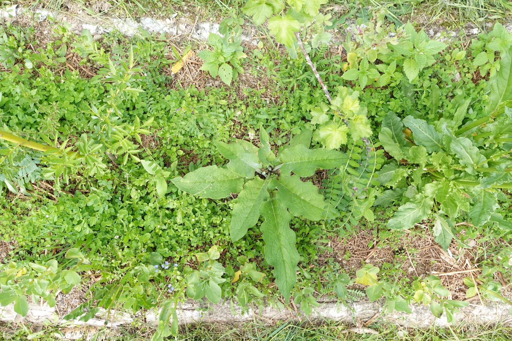 Association entre plantes cultuvées et spontanées