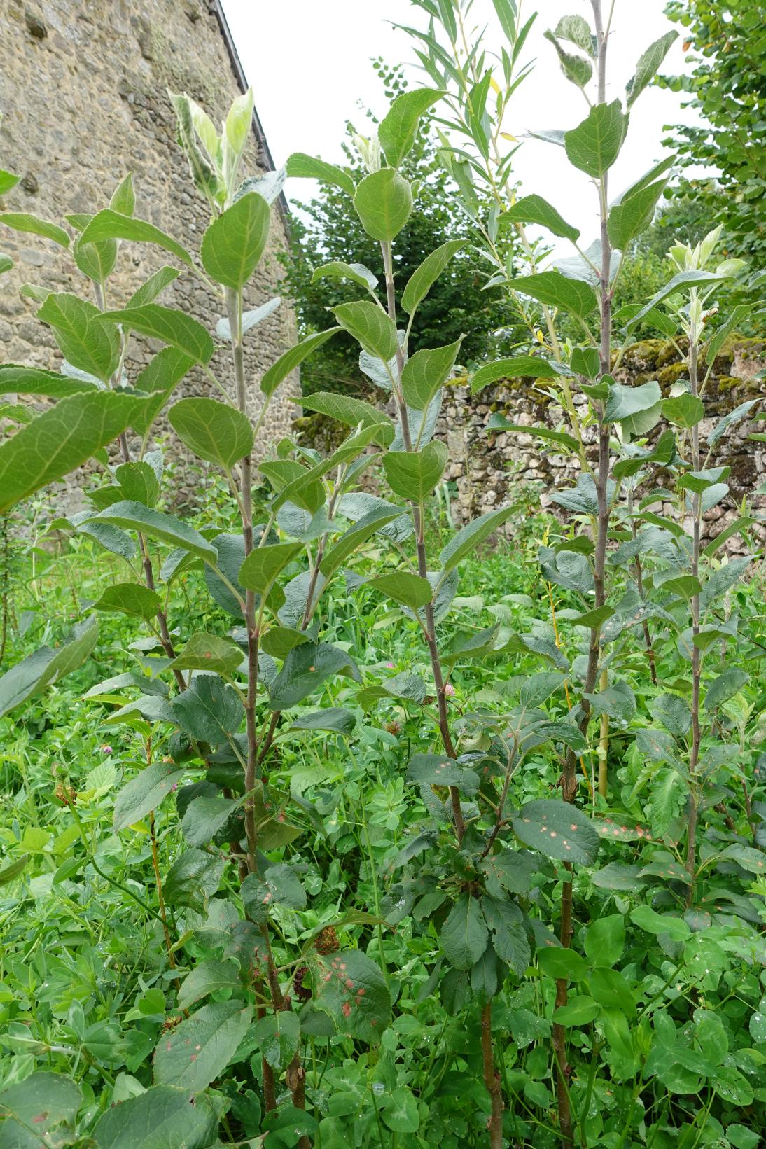 Pommier - La douce greffé sur pommier M4