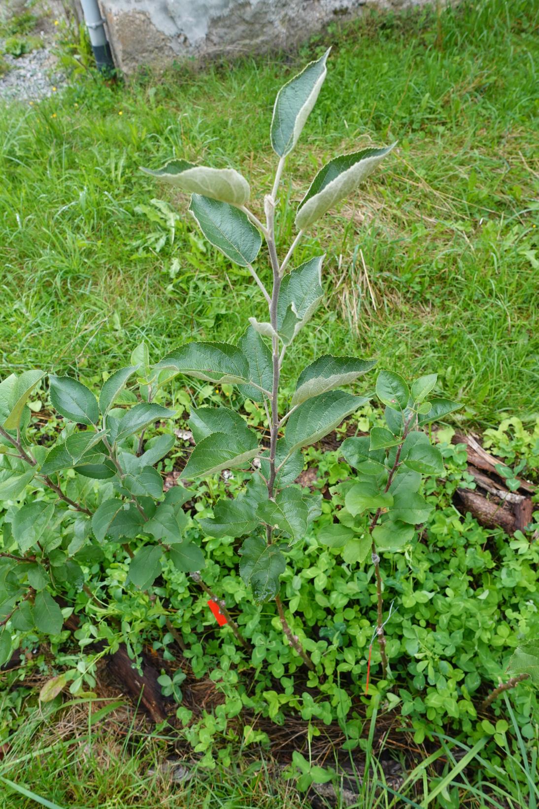 Pommier - variété ancienne - Belle des Buis (Pierre) greffé sur pommier M4