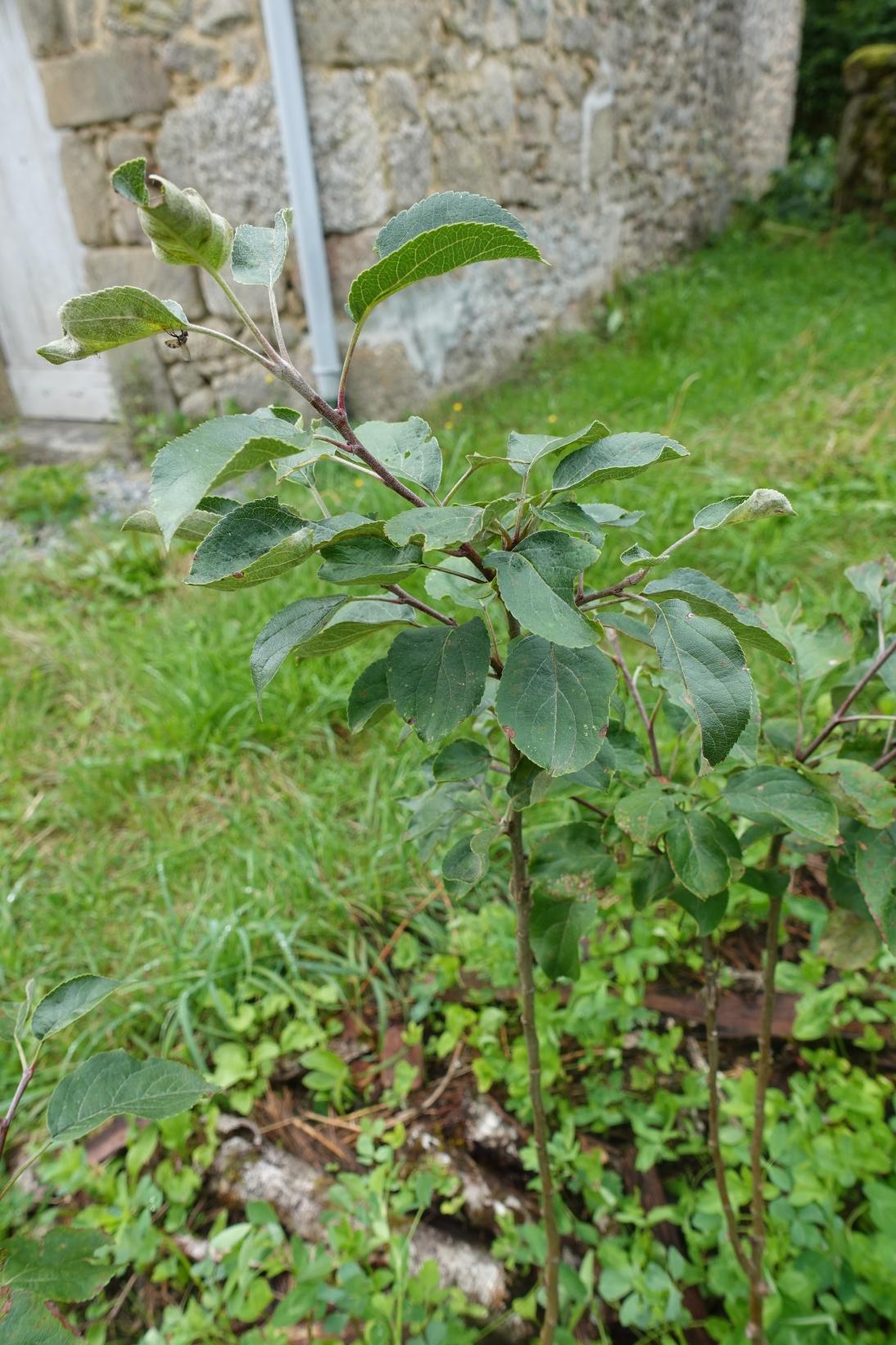 Pommier - Borowitsky greffé sur pommier M4