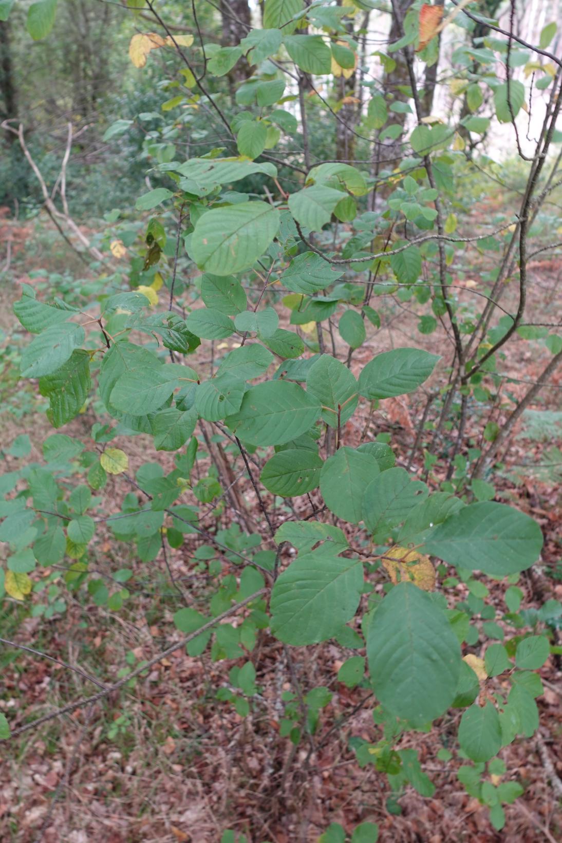 Bourdaine - Frangula alnus