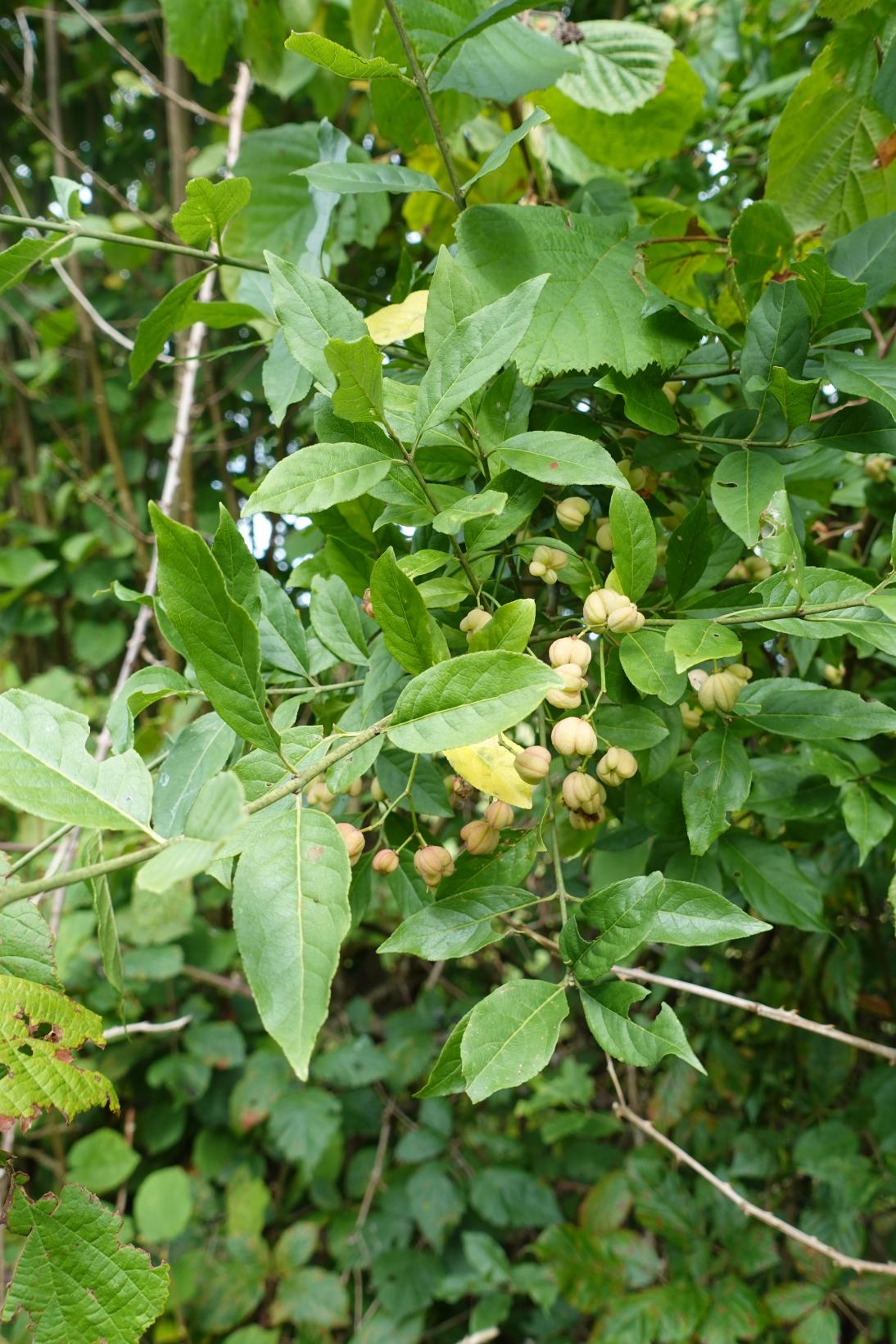 Fusain d'europe - Euonymus europaeus