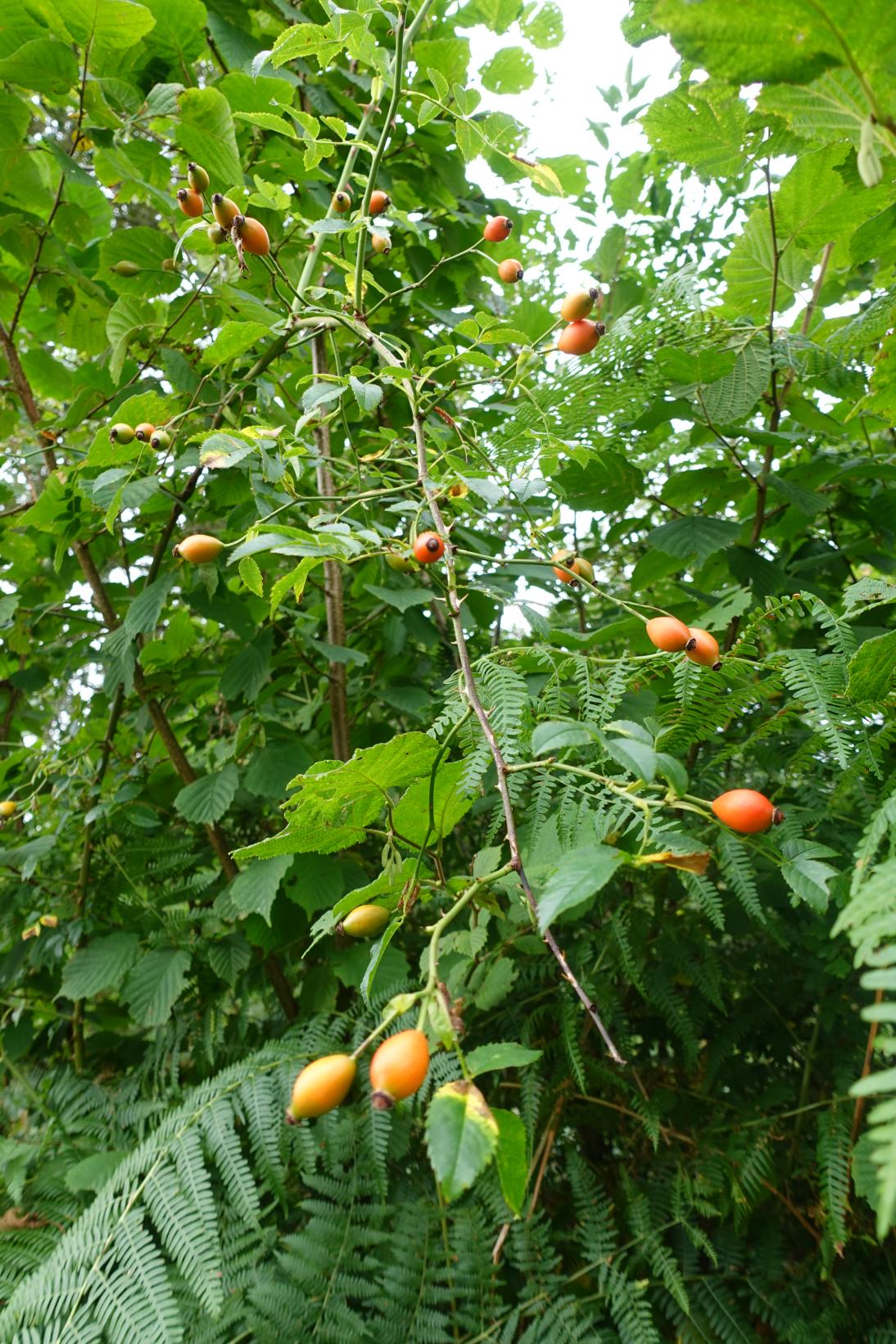 Eglantier - Rosa canina