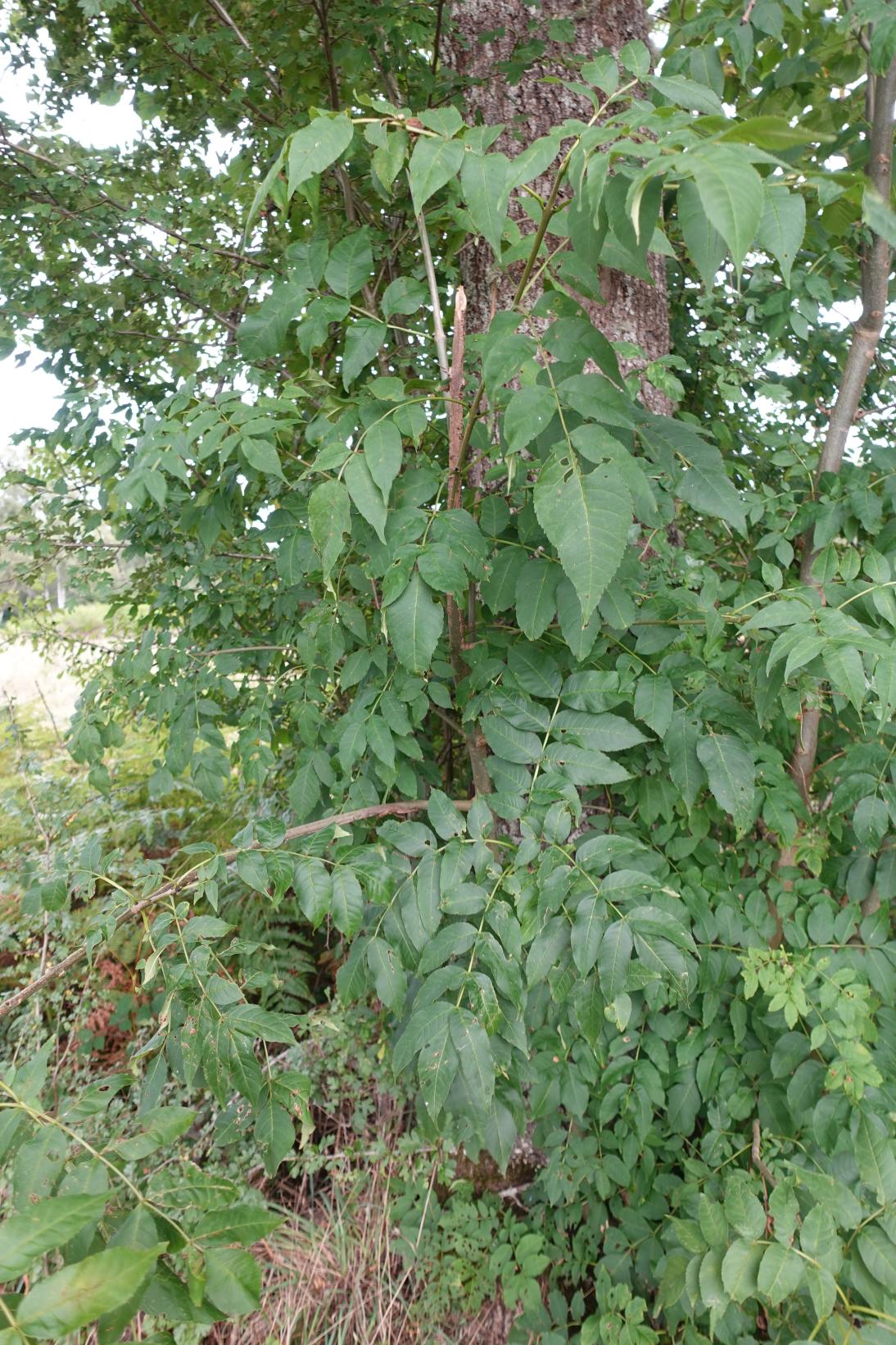 Frêne - Fraxinus Excelsior