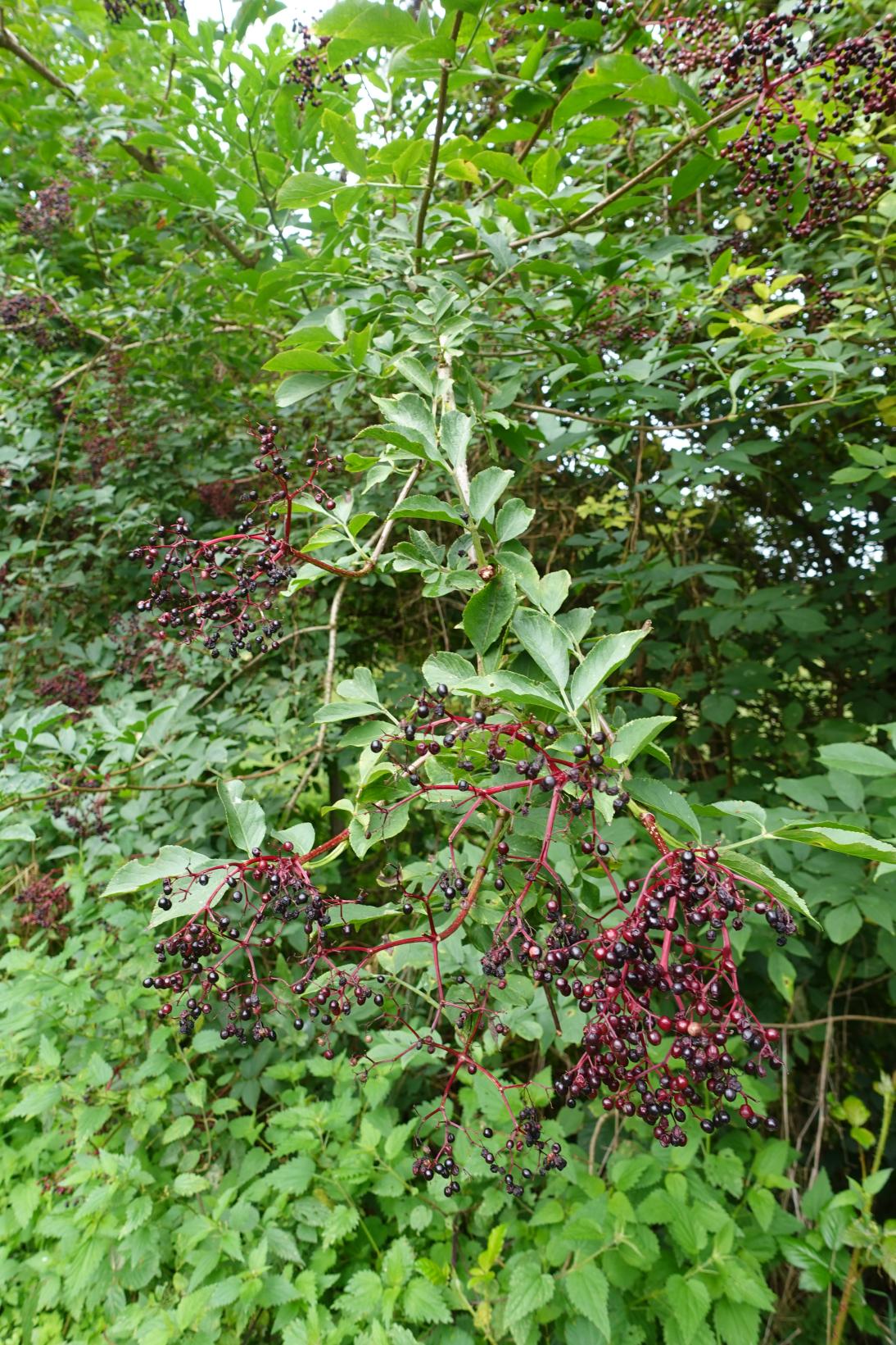 Sureau noir - Sambucus nigra