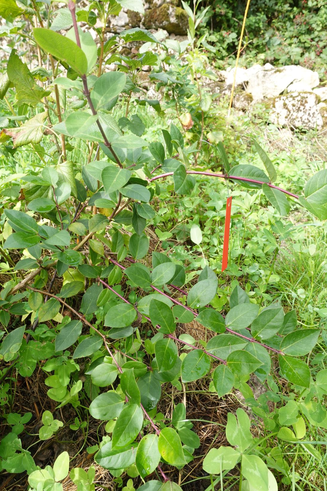 Chèvrefeuille d'hiver - Lonicera fragantissima