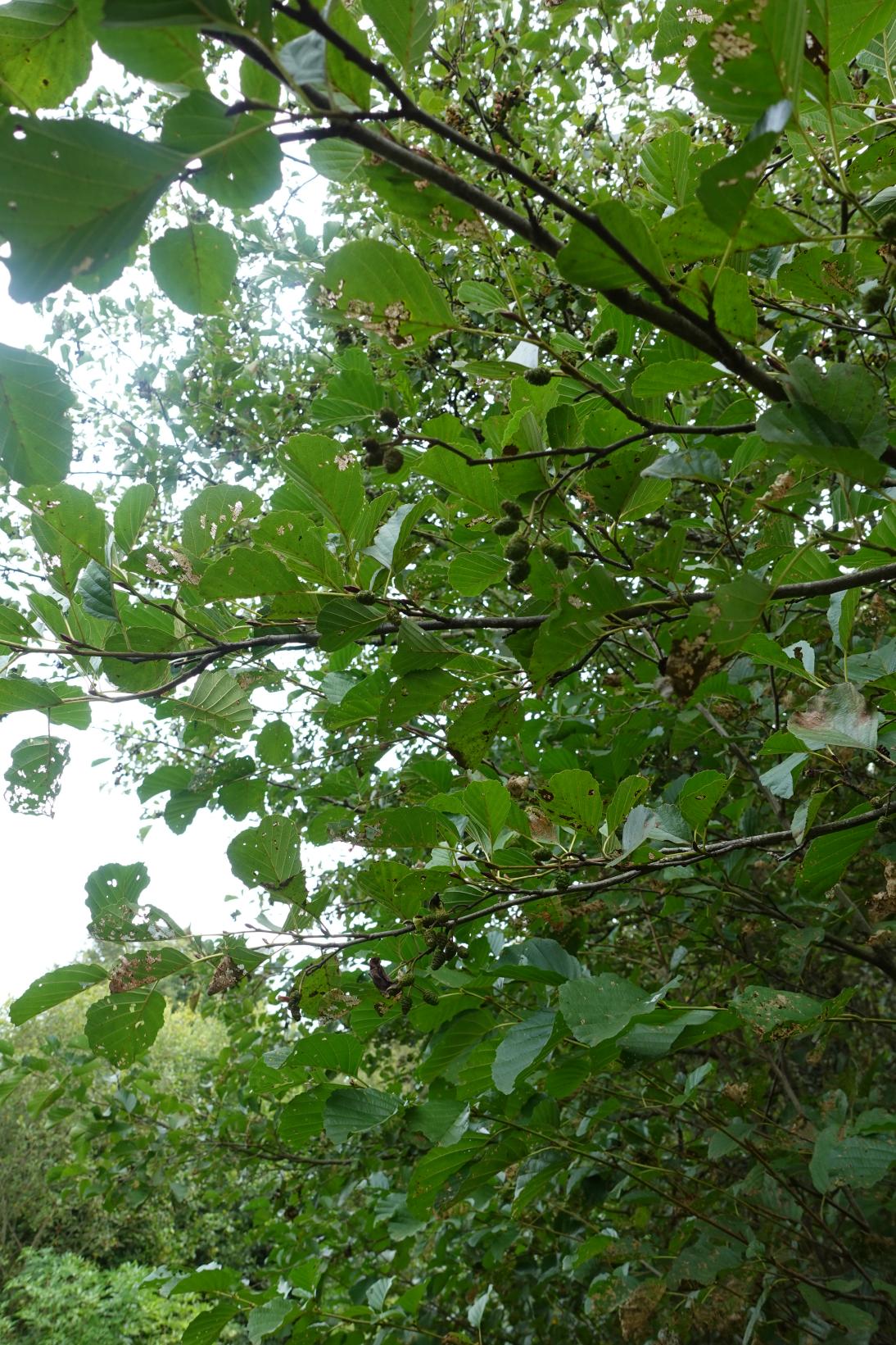 Aulne glutineux - Alnus glutinosa