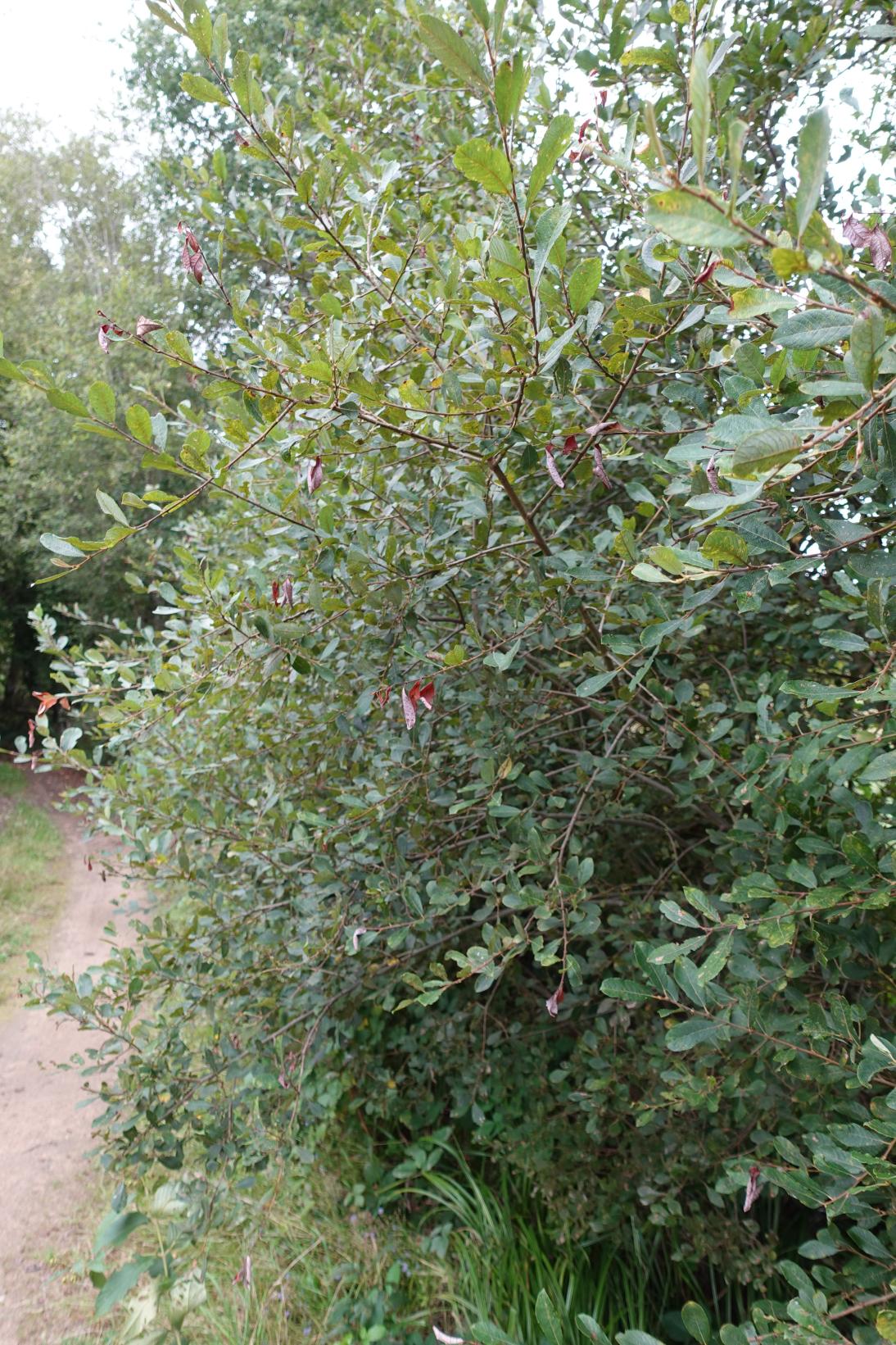 Saule Marsault - Salix caprea