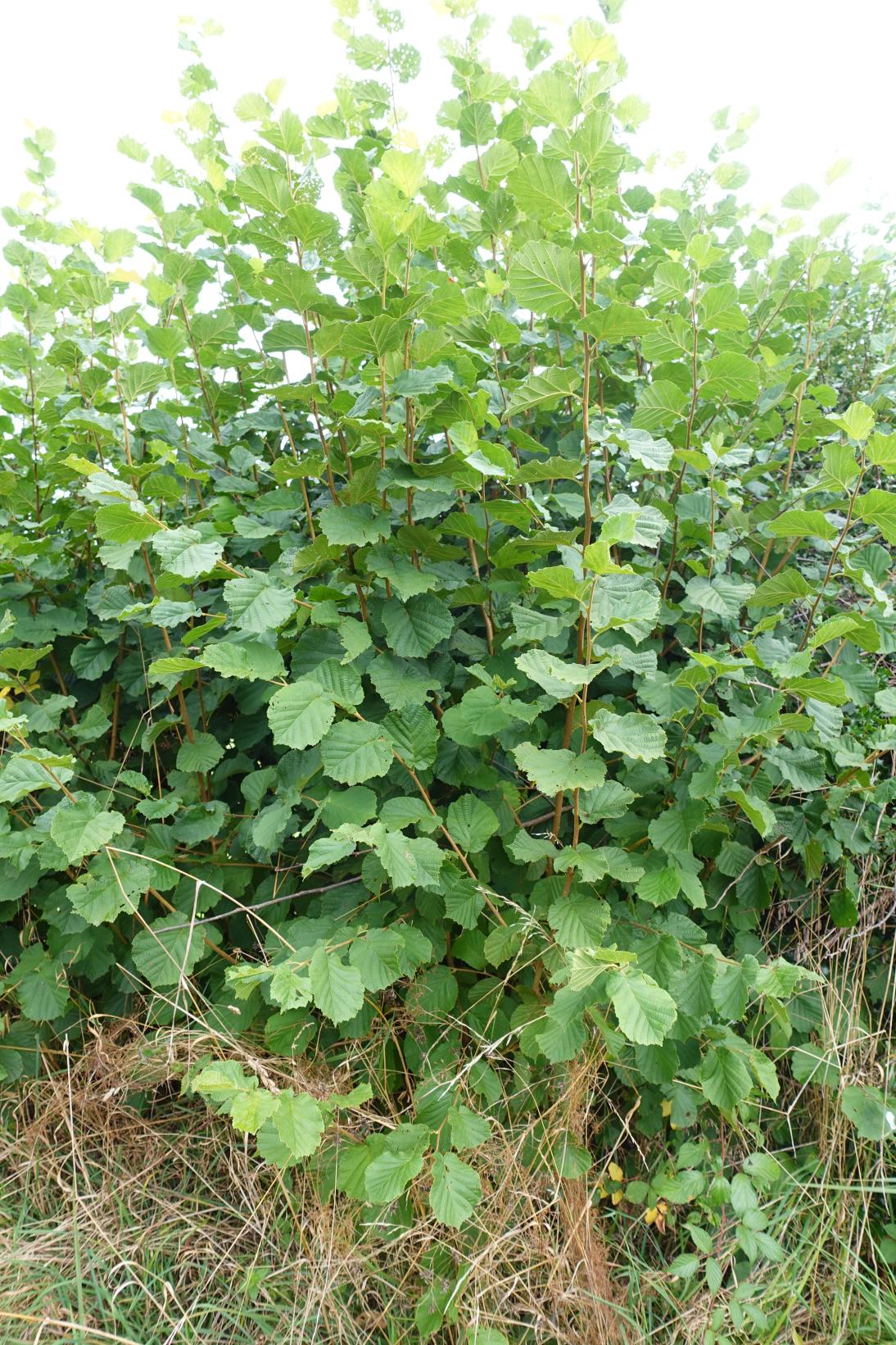 Noisetier - Corylus Avellana