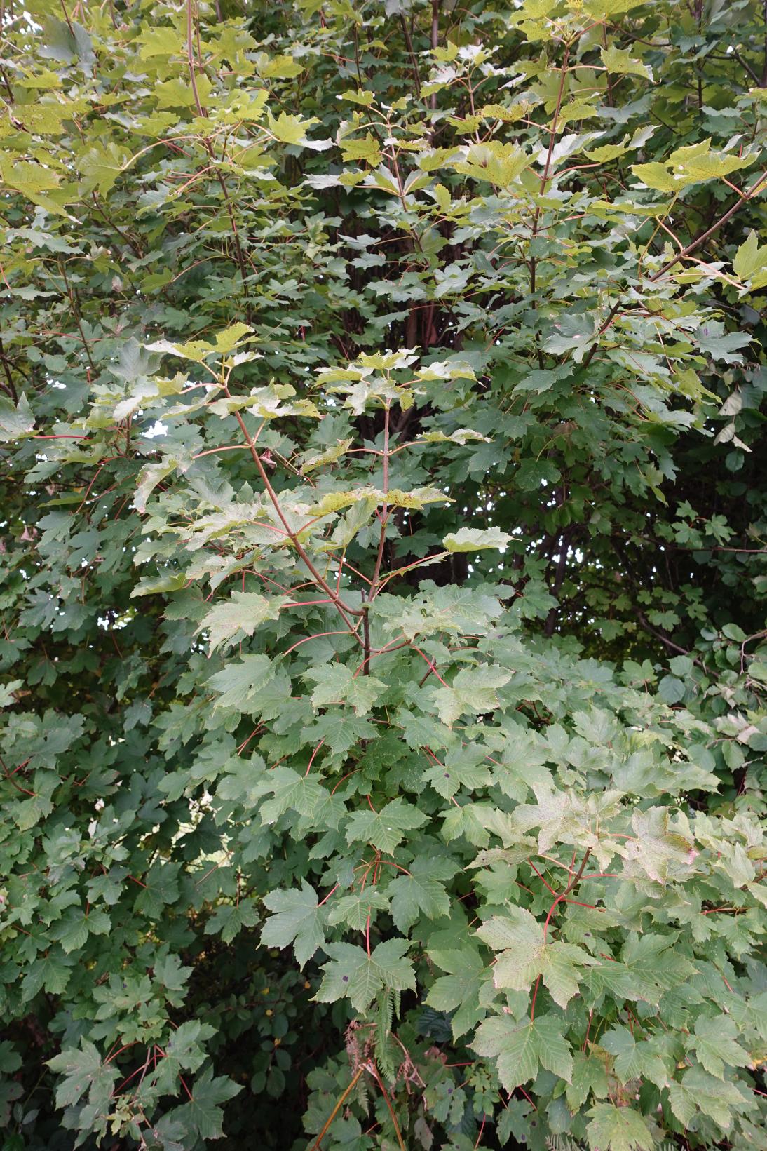 Erable sycomore - Acer pseudoplatanus