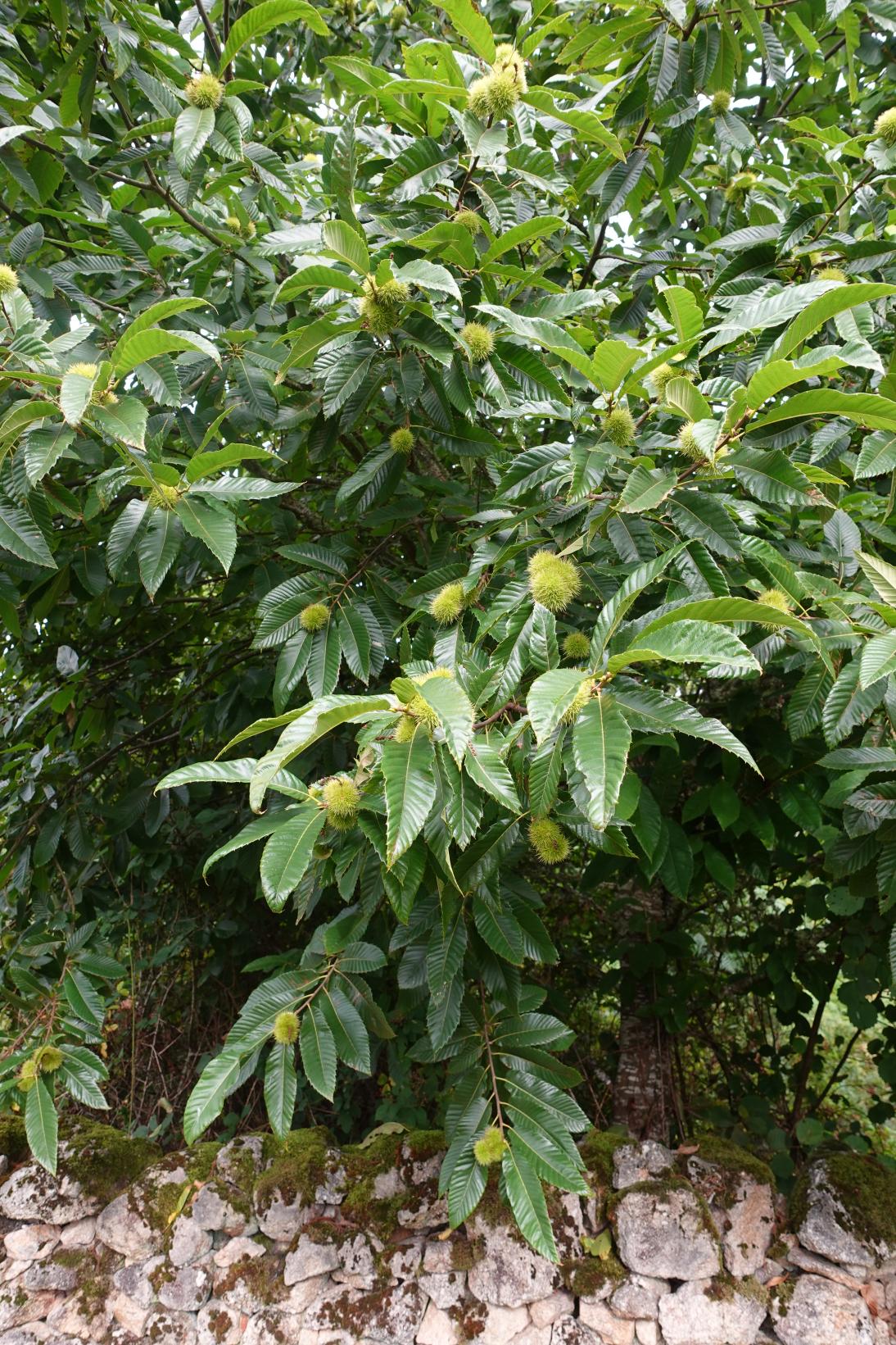 Châtaignier - Castanea sativa