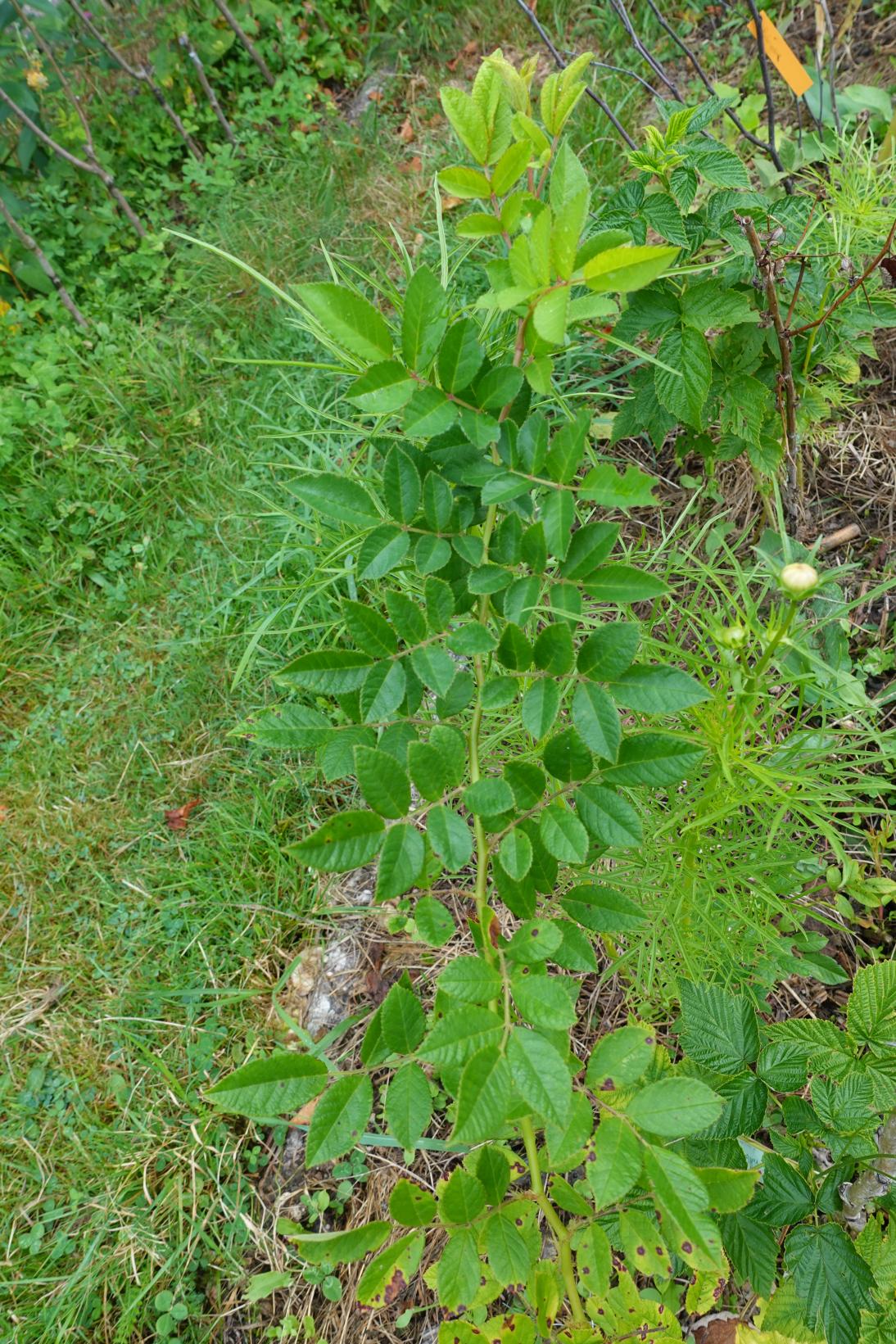 Eglantier de variété inermis, sans épines - Rosa canina inermis