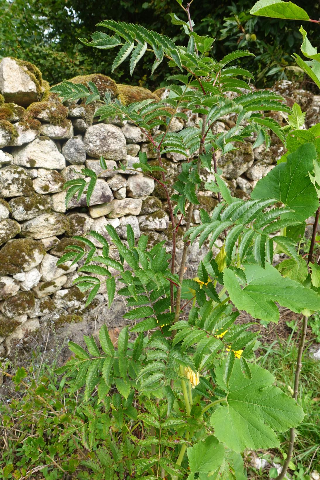 Sorbier des oiseleurs - Sorbus aucuparia