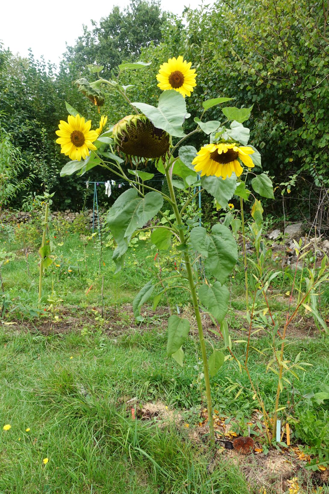 Tournesol (Soleil) - Helianthus