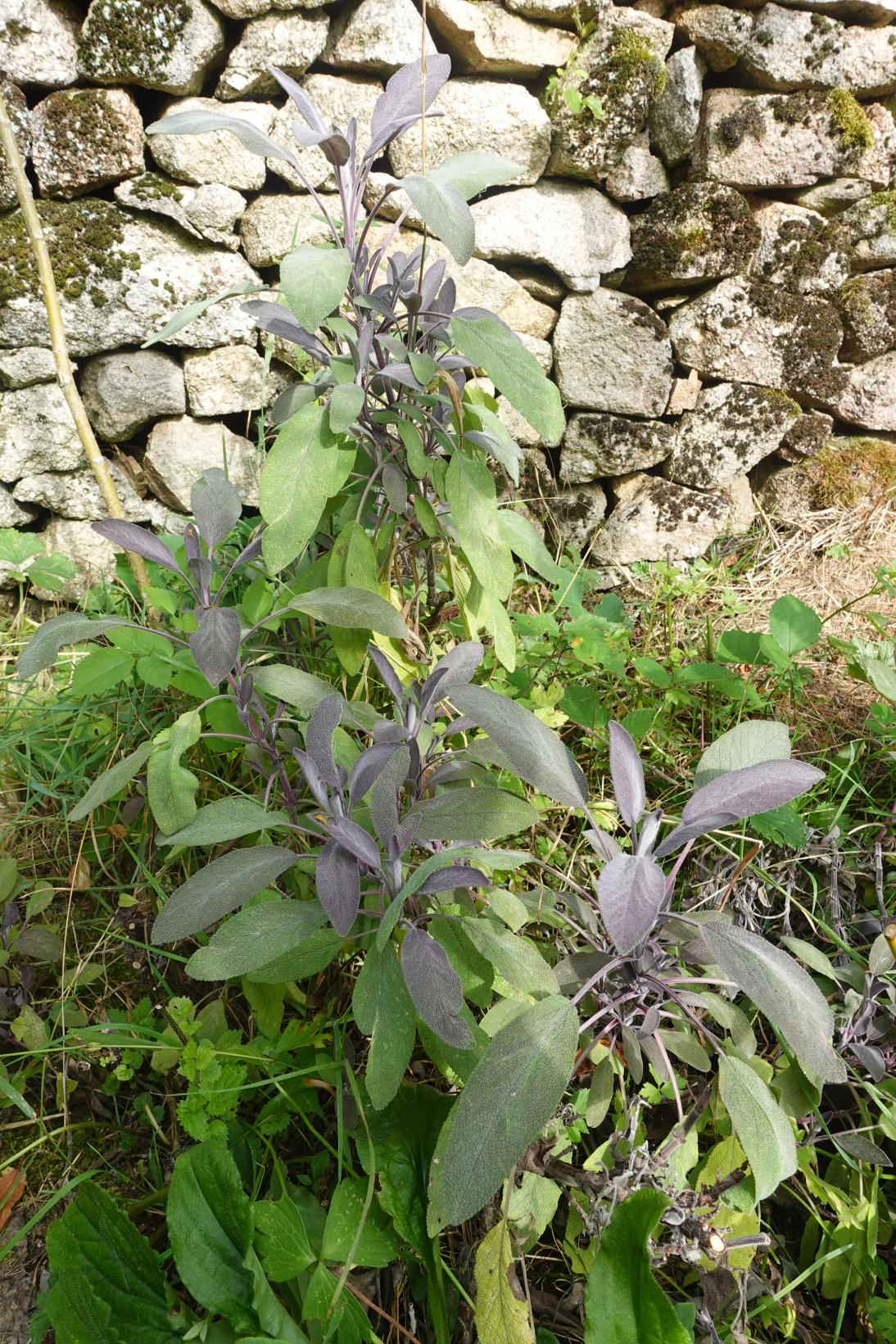 Sauge officinale - Pourpre