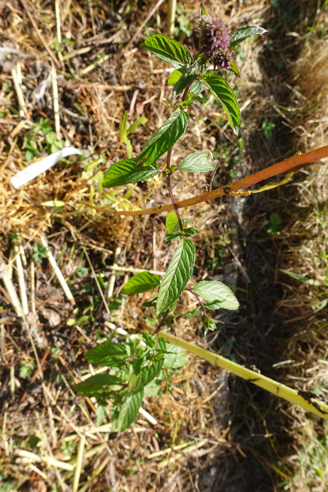 Menthe poivrée