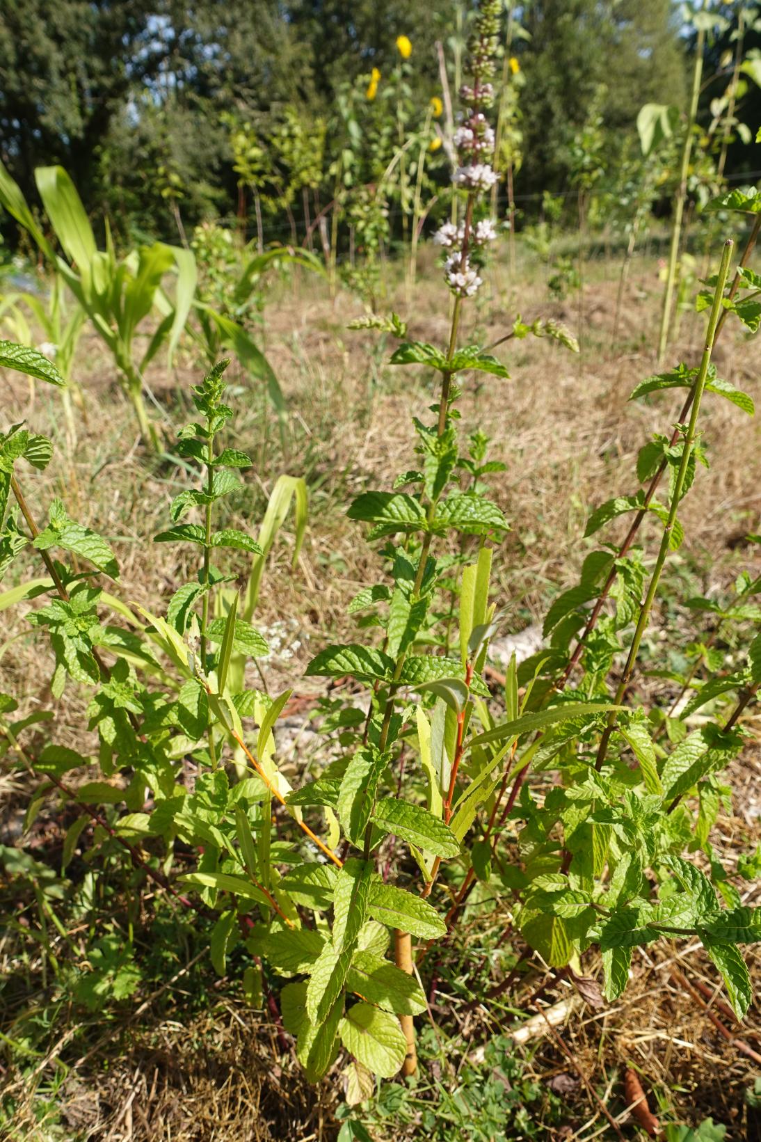 Menthe verte