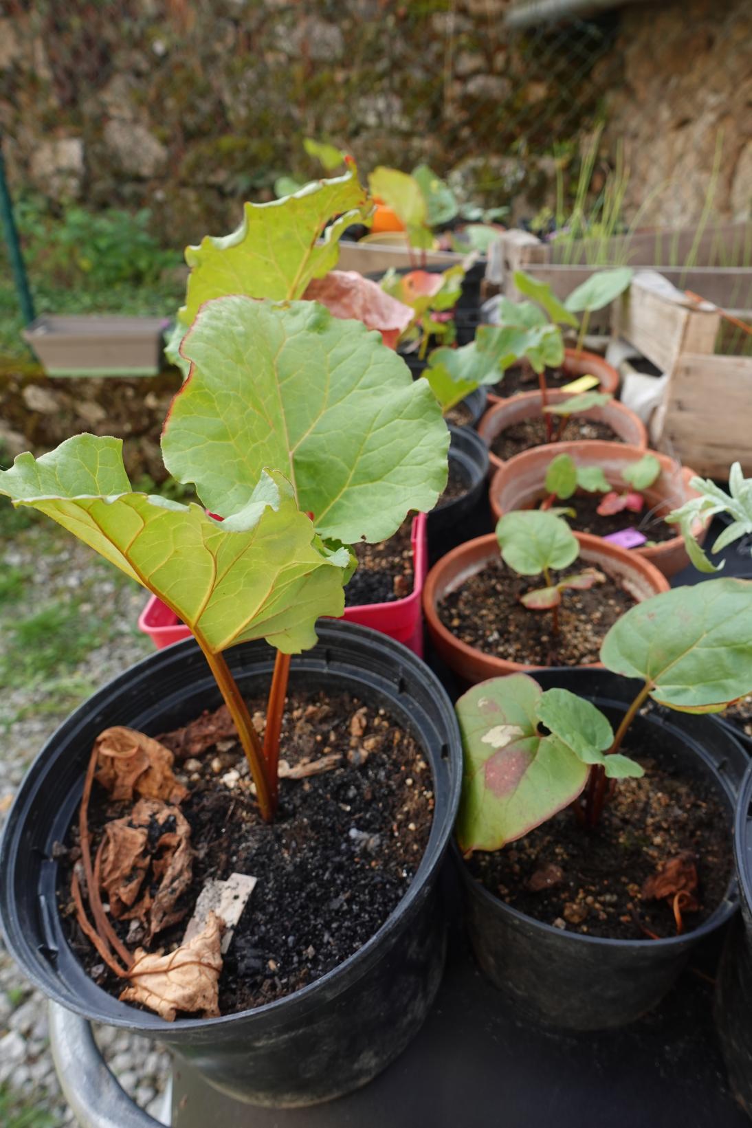 Rhubarbes Victoria