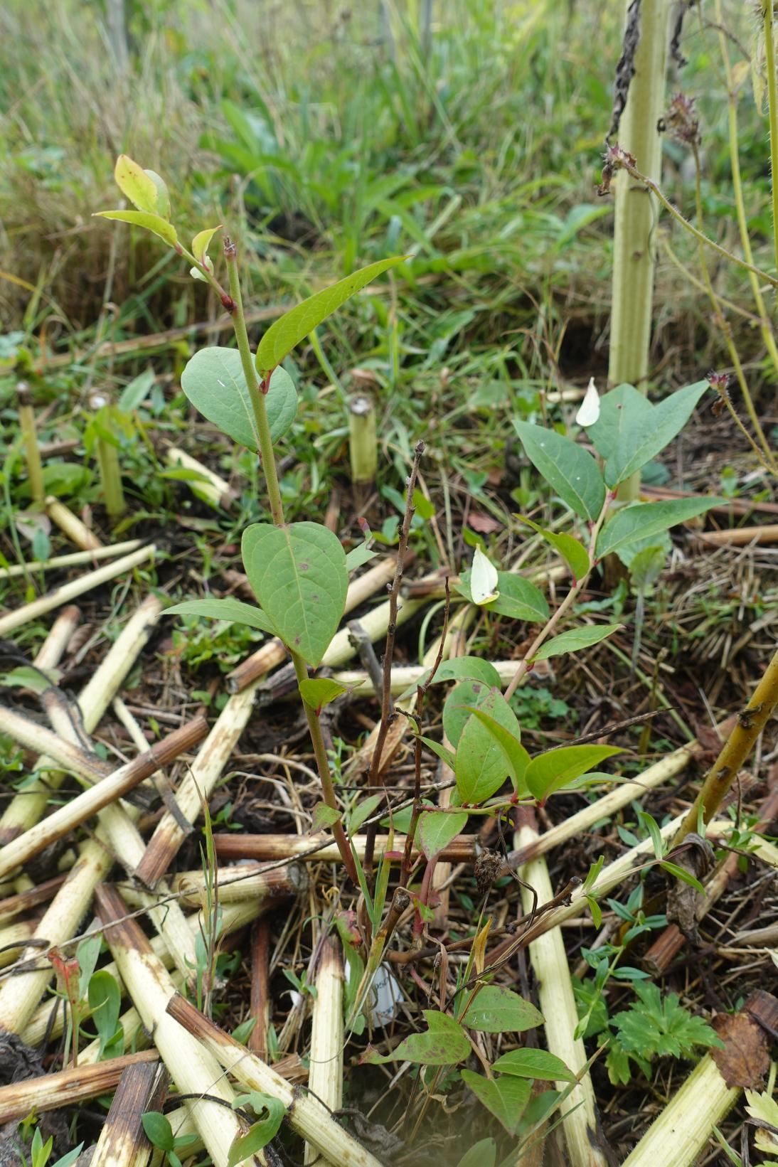Myrtiller - Darrow