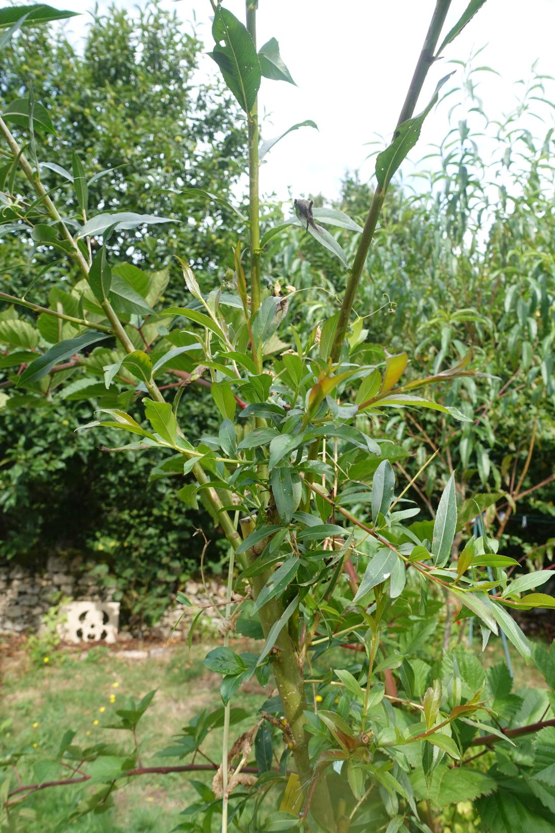 Saule des Vanniers