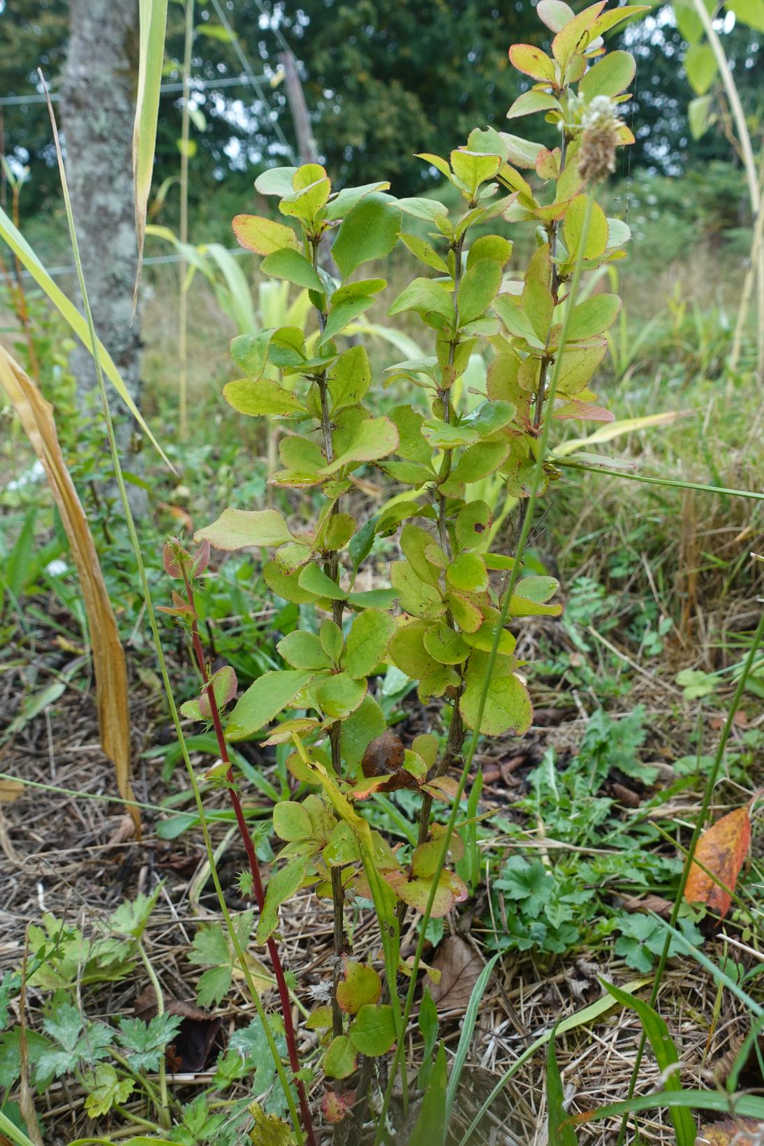 Berberis - Red Tears