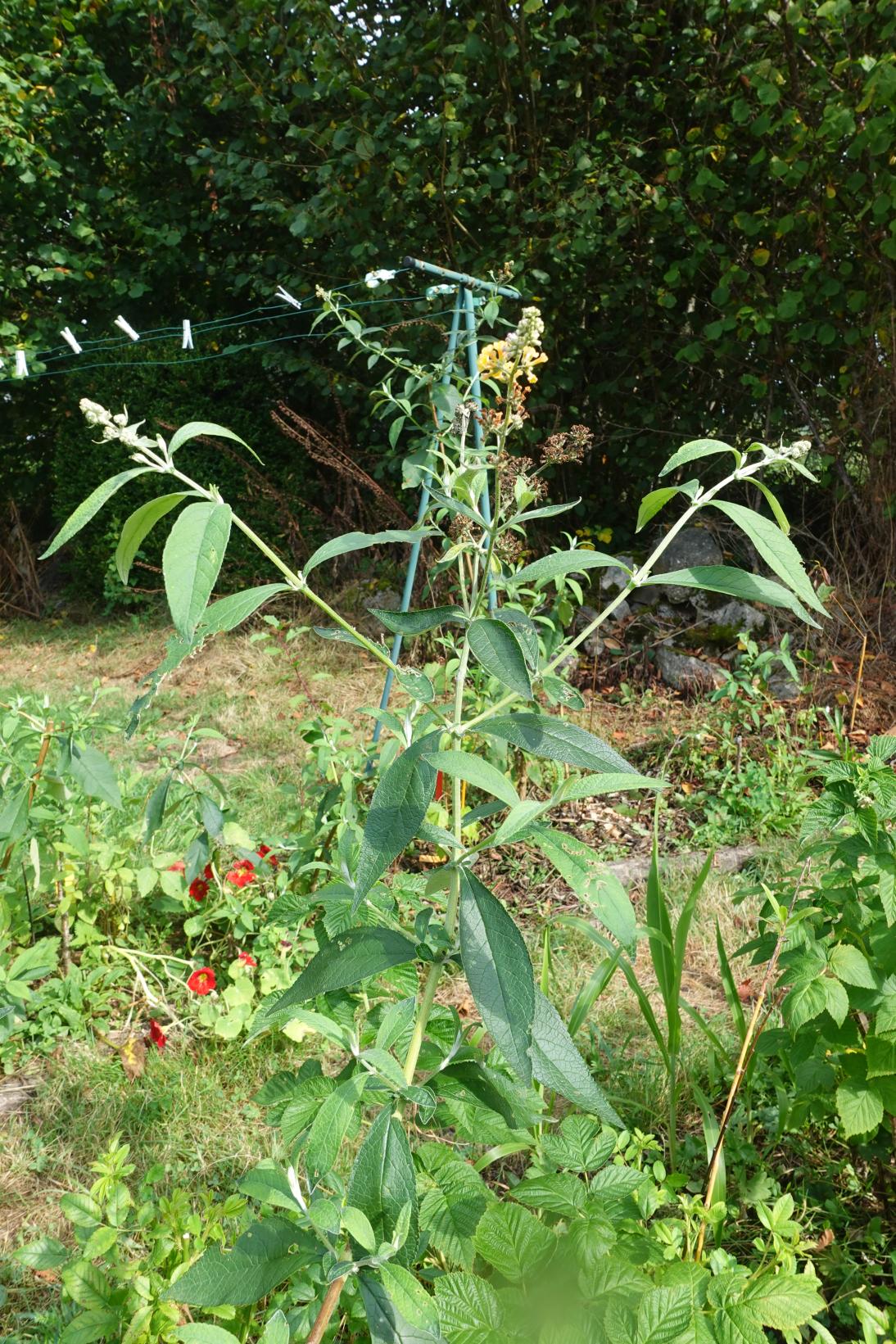 Buddleia - Sungold