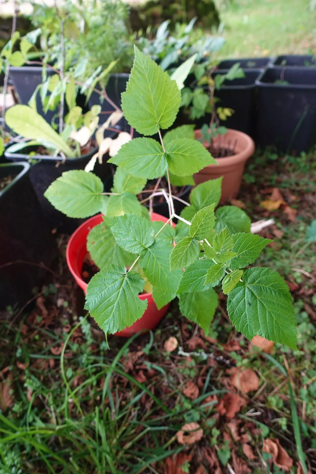 Framboisier Bois rose