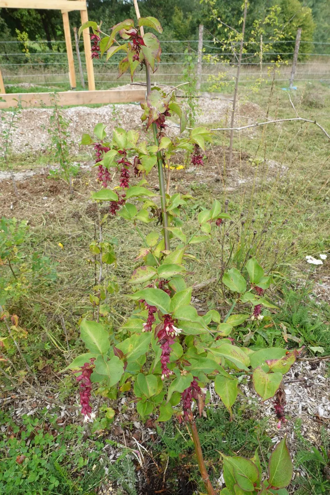 Arbre aux faisans - Purple Rain