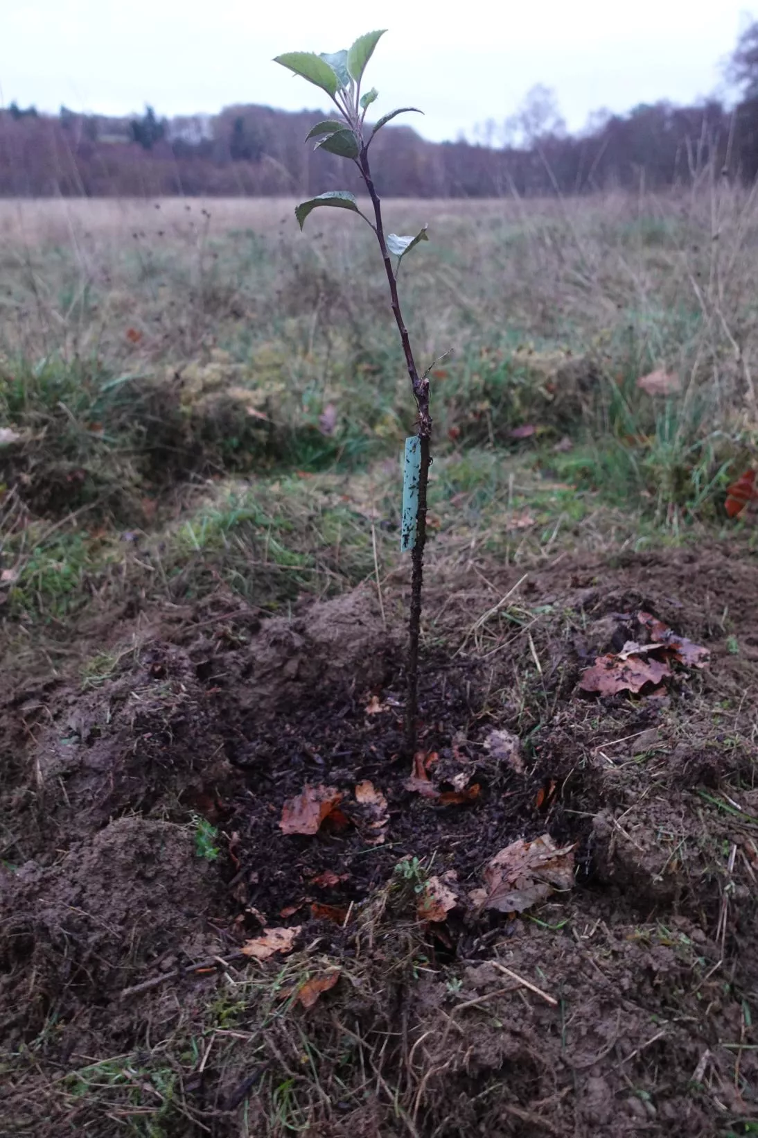 Pommier paillé avec du broyat de branches