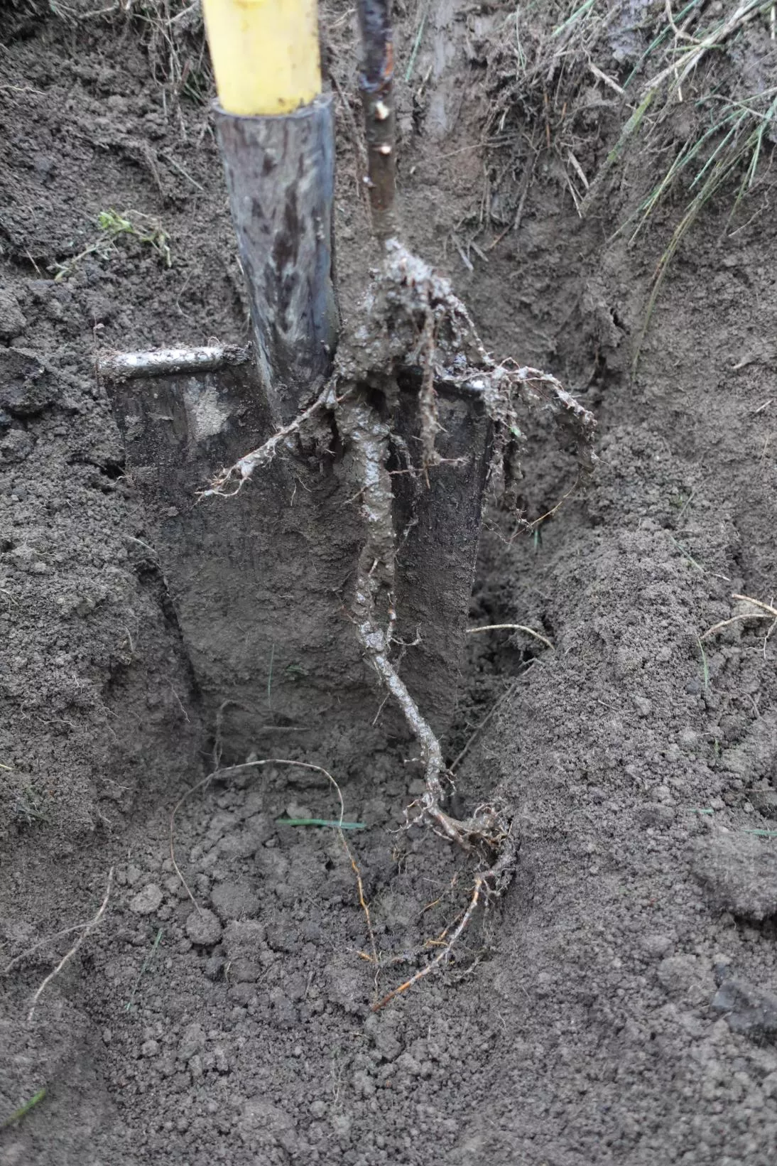 Racines pralinées de terre avant plantation