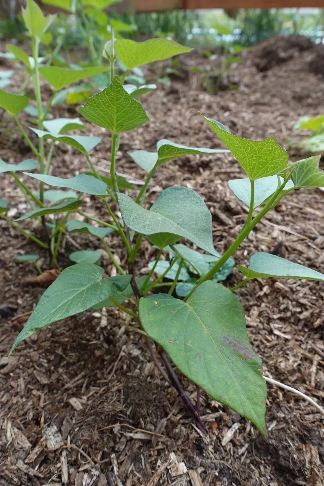 Patate Douce d'Okinawa - Beni Imo