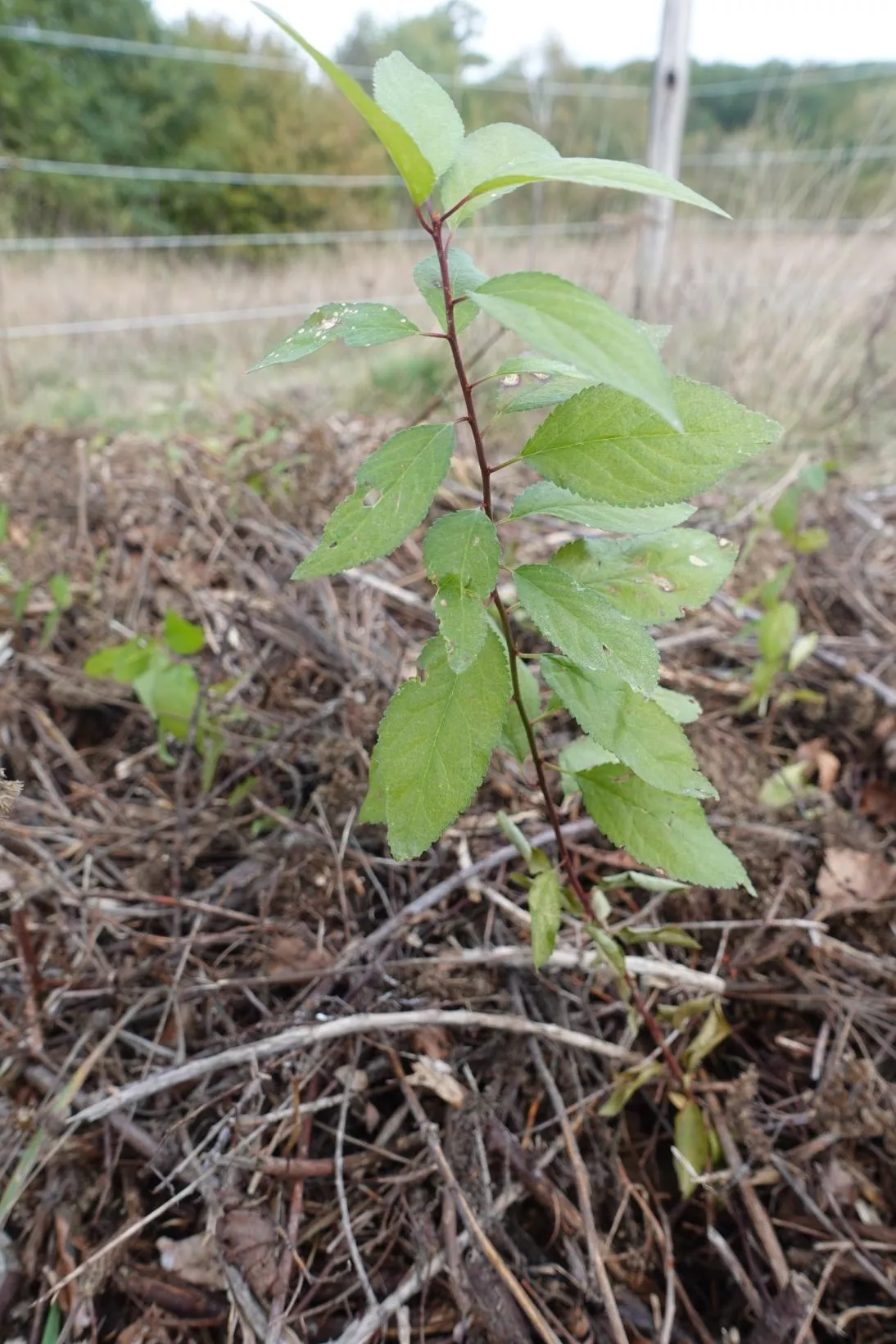 Prunelier