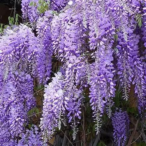 Glycine de Chine