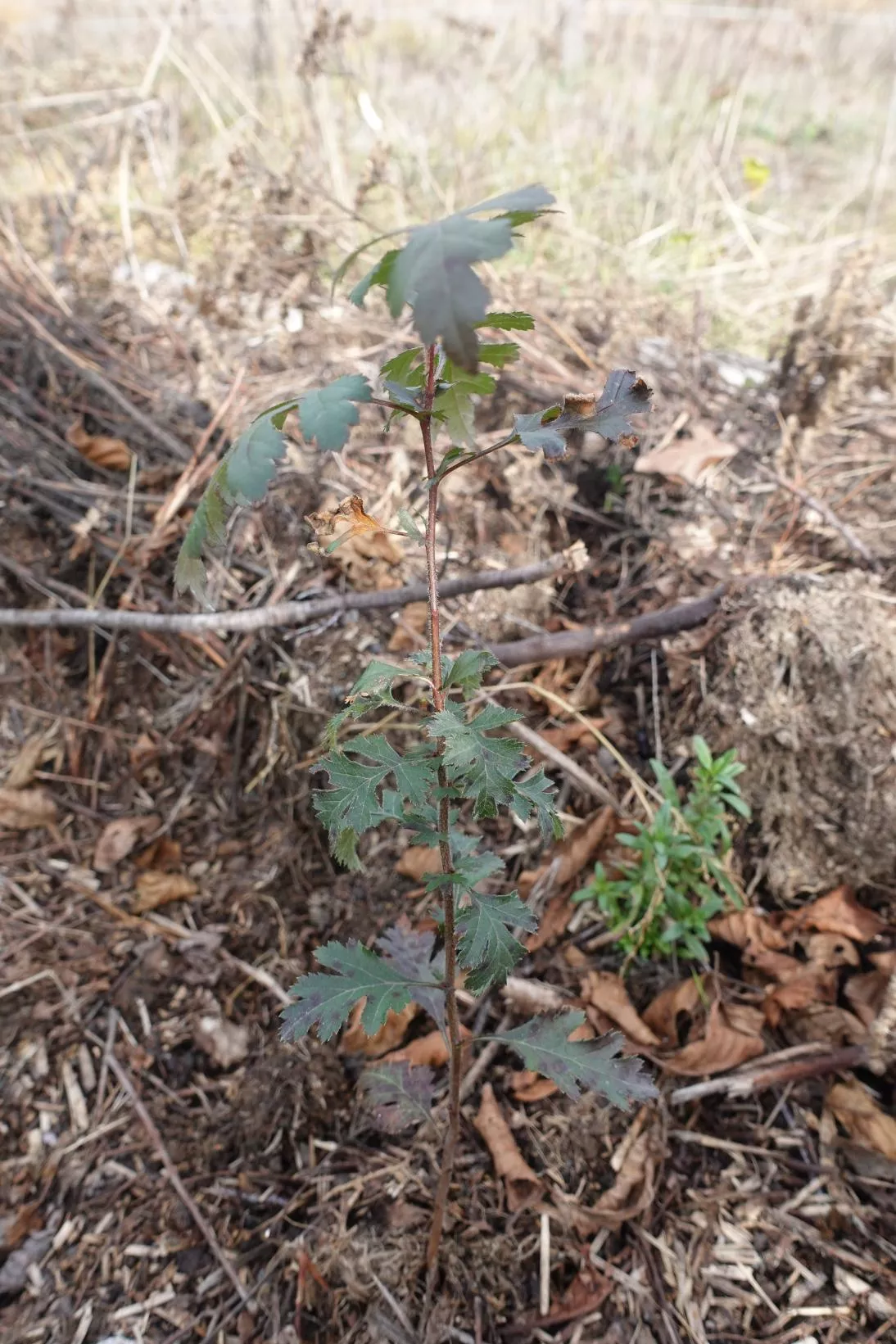 Aubépine