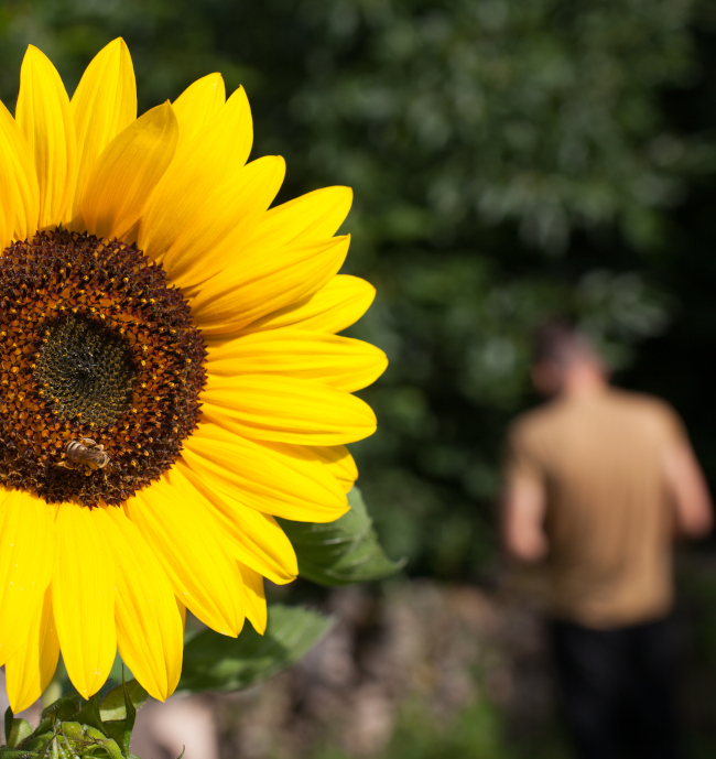 Tournesol butiné